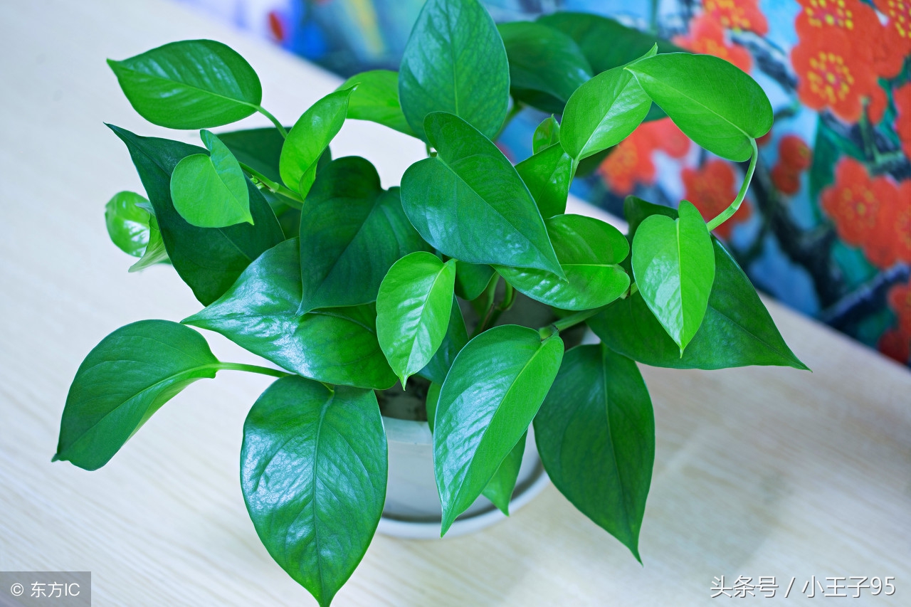 绿萝的养殖方法和关注事项盆栽,刚快递回来的绿萝在冬季怎样养殖