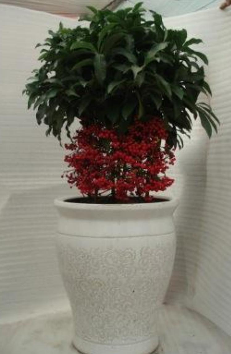 富贵子枝干发黄叶子枯萎下垂,富贵子叶片发黄的原因及解决办法