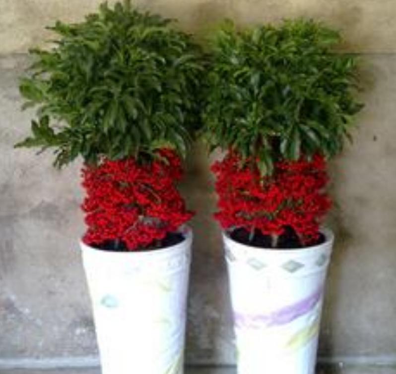 富贵子枝干发黄叶子枯萎下垂,富贵子叶片发黄的原因及解决办法