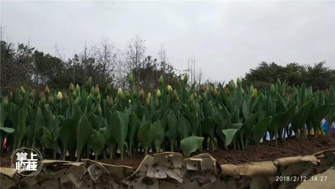 2020桂林訾洲公园郁金香盛开,桂林訾洲公园郁金香花期