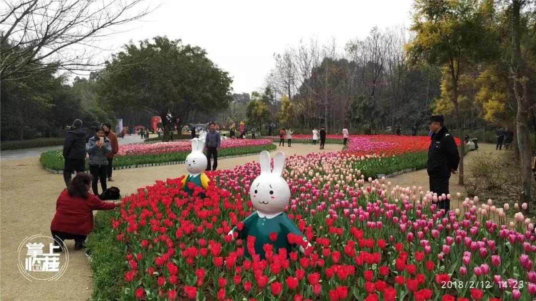 2020桂林訾洲公园郁金香盛开,桂林訾洲公园郁金香花期