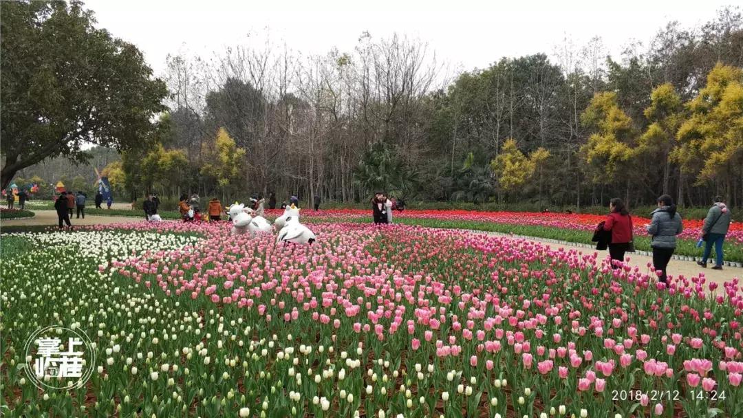 2020桂林訾洲公园郁金香盛开,桂林訾洲公园郁金香花期