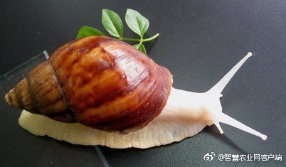 雪花肉牛养殖技术,低温养殖肉牛技术