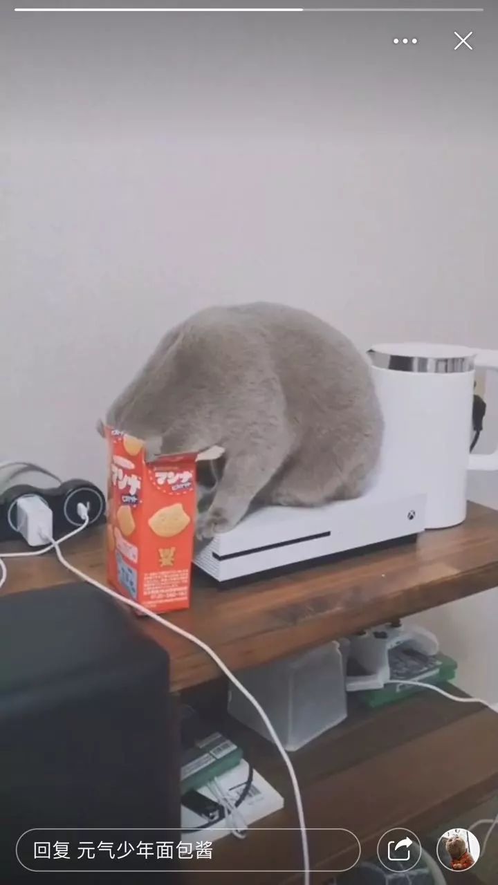 如果你是个素食主义者，那么养的猫也一定要吃素吗？