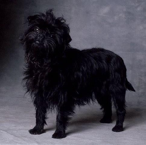 akc认证的犬种,akc认可的148个犬种