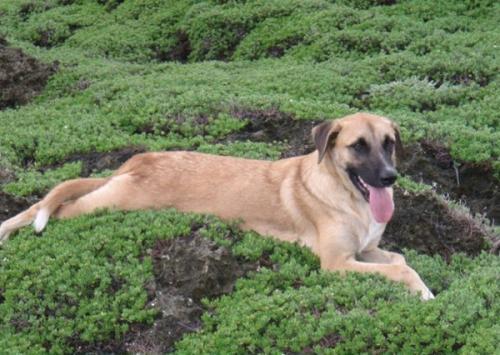 akc认证的犬种,akc认可的148个犬种