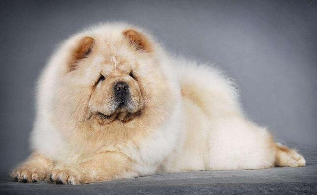 akc认证的犬种,akc认可的148个犬种