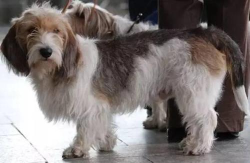 akc认证的犬种,akc认可的148个犬种