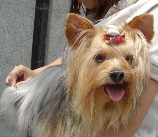 akc认证的犬种,akc认可的148个犬种