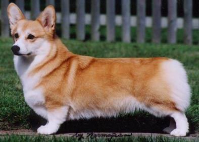 akc认证的犬种,akc认可的148个犬种