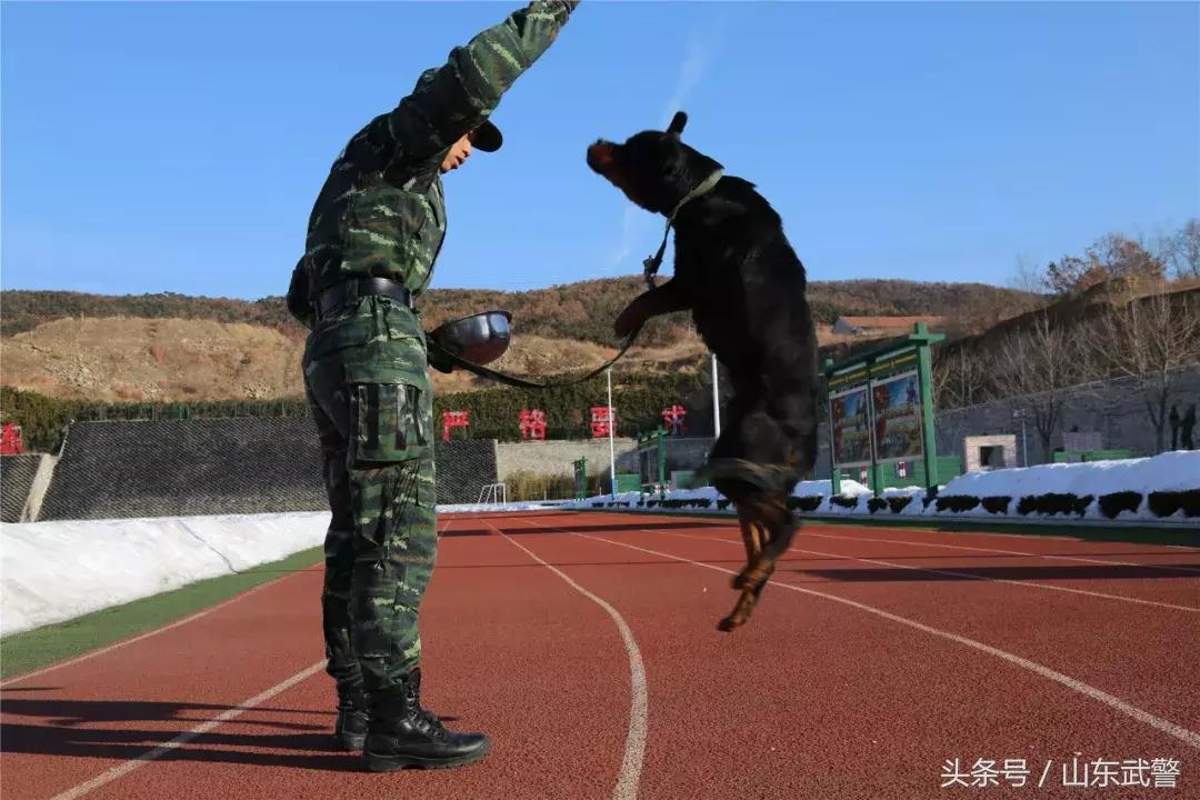 军犬来了|在两代训犬员爱的传承下，“萌犬”虎子变“猛犬”