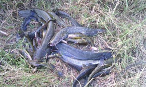 野河钓鲶鱼的方法与技巧,野钓鲶鱼技巧及方法