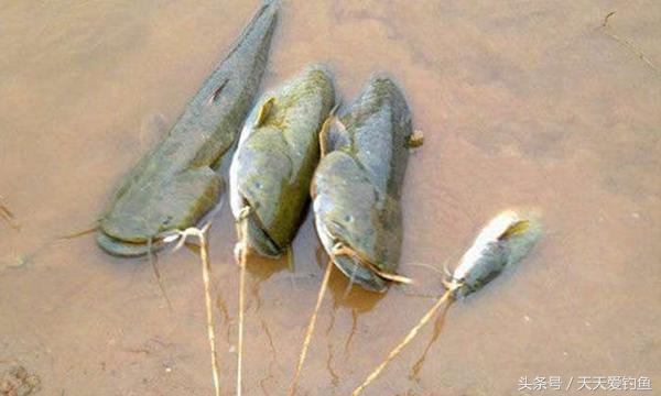 野河钓鲶鱼的方法与技巧,野钓鲶鱼技巧及方法