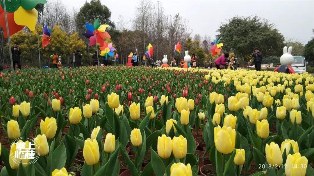 2020桂林訾洲公园郁金香盛开,桂林訾洲公园郁金香花期