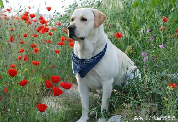 给拉布拉多狗狗洗澡的正确步骤,如何给狗洗澡拉布拉多