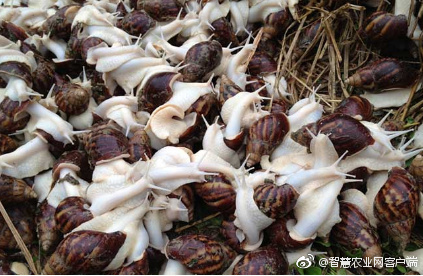 雪花肉牛养殖技术,低温养殖肉牛技术