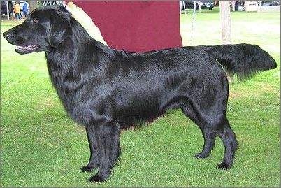 akc认证的犬种,akc认可的148个犬种