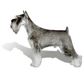 akc认证的犬种,akc认可的148个犬种