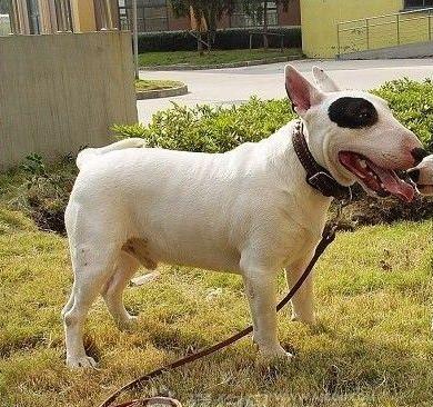 akc认证的犬种,akc认可的148个犬种