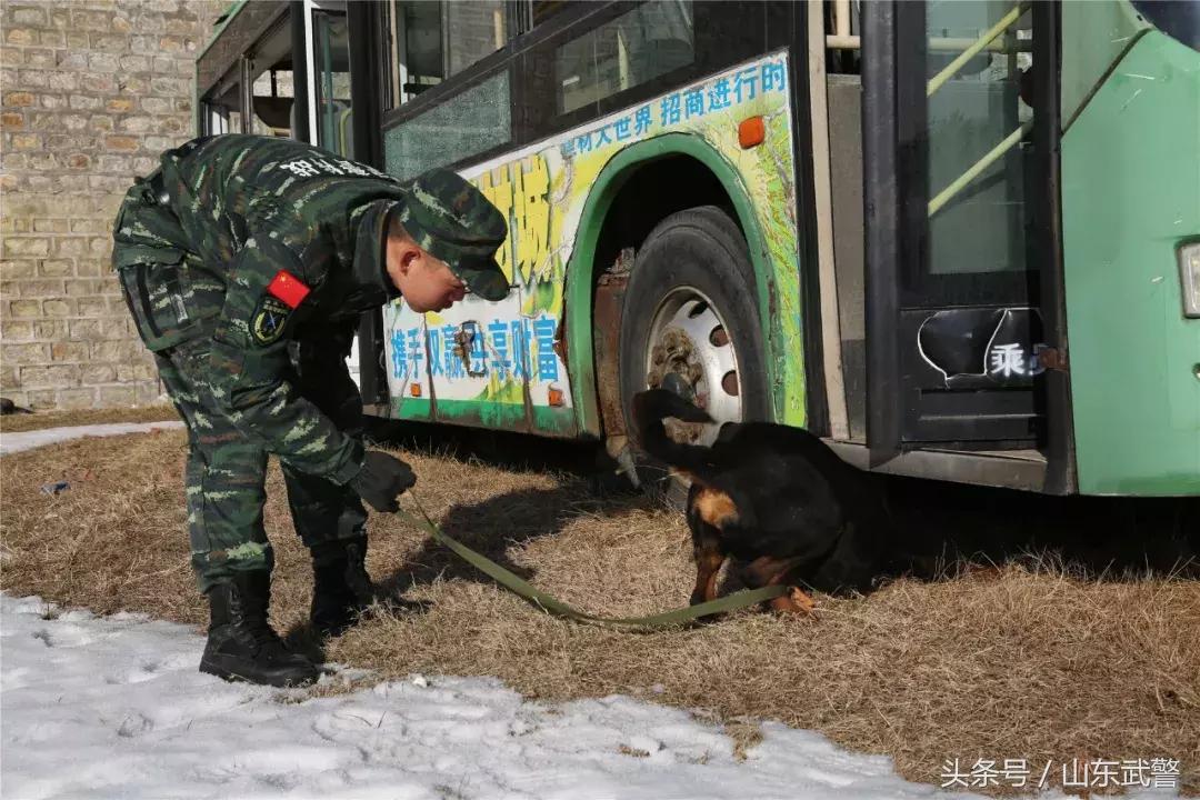 军犬来了|在两代训犬员爱的传承下，“萌犬”虎子变“猛犬”