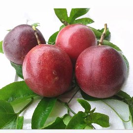 百香果如何吃才是正确的,百香果怎么吃有何功效