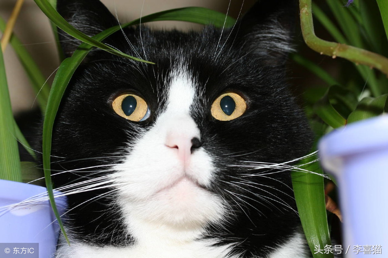 猫咪走丢让流浪猫找回,猫咪离家出走不知它在哪如何找回