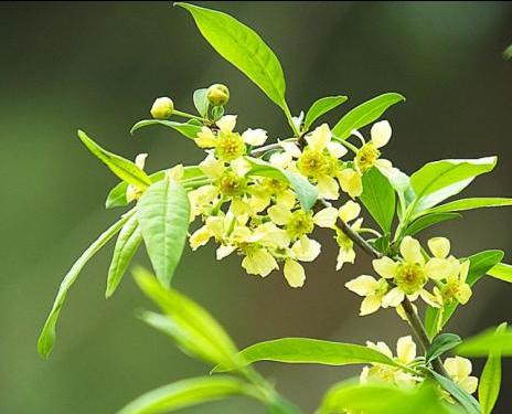 薇诺娜舒敏保湿特护霜成分表,薇诺娜舒敏保湿修红霜怎么用