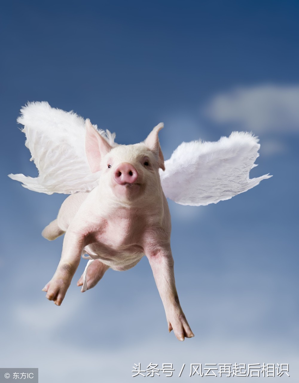 猪生肖的幸运色是什么,生肖猪2022的幸运色