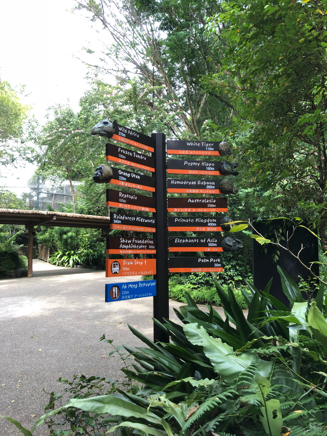 新加坡动物园哪个最值得去看,新加坡动物园自由行热门攻略