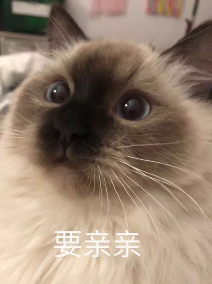 如果你是个素食主义者，那么养的猫也一定要吃素吗？
