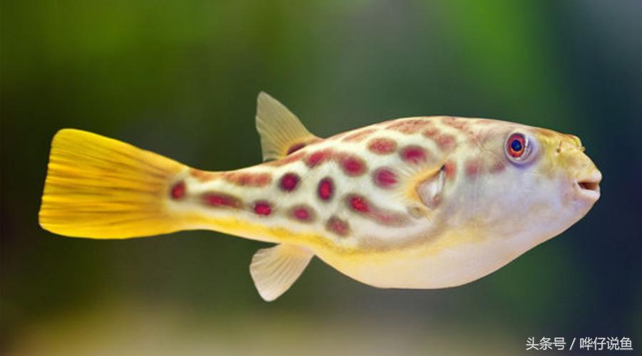 新年养什么观赏鱼好,过年必养的三大小型观赏鱼