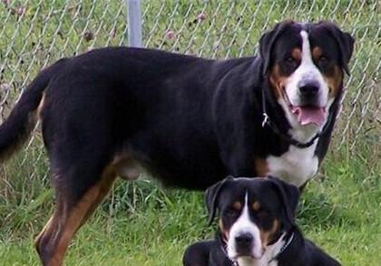 akc认证的犬种,akc认可的148个犬种