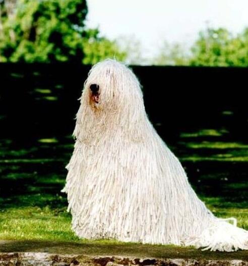 akc认证的犬种,akc认可的148个犬种