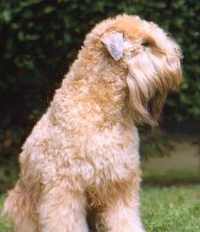 akc认证的犬种,akc认可的148个犬种