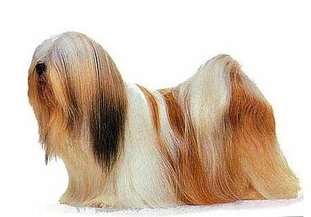 akc认证的犬种,akc认可的148个犬种