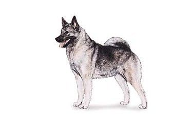 akc认证的犬种,akc认可的148个犬种