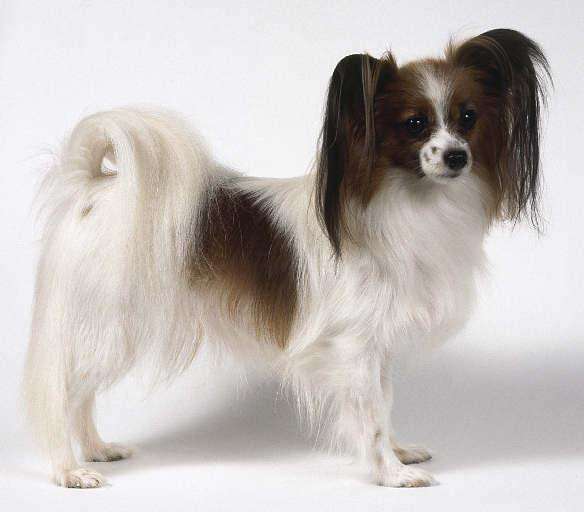 akc认证的犬种,akc认可的148个犬种