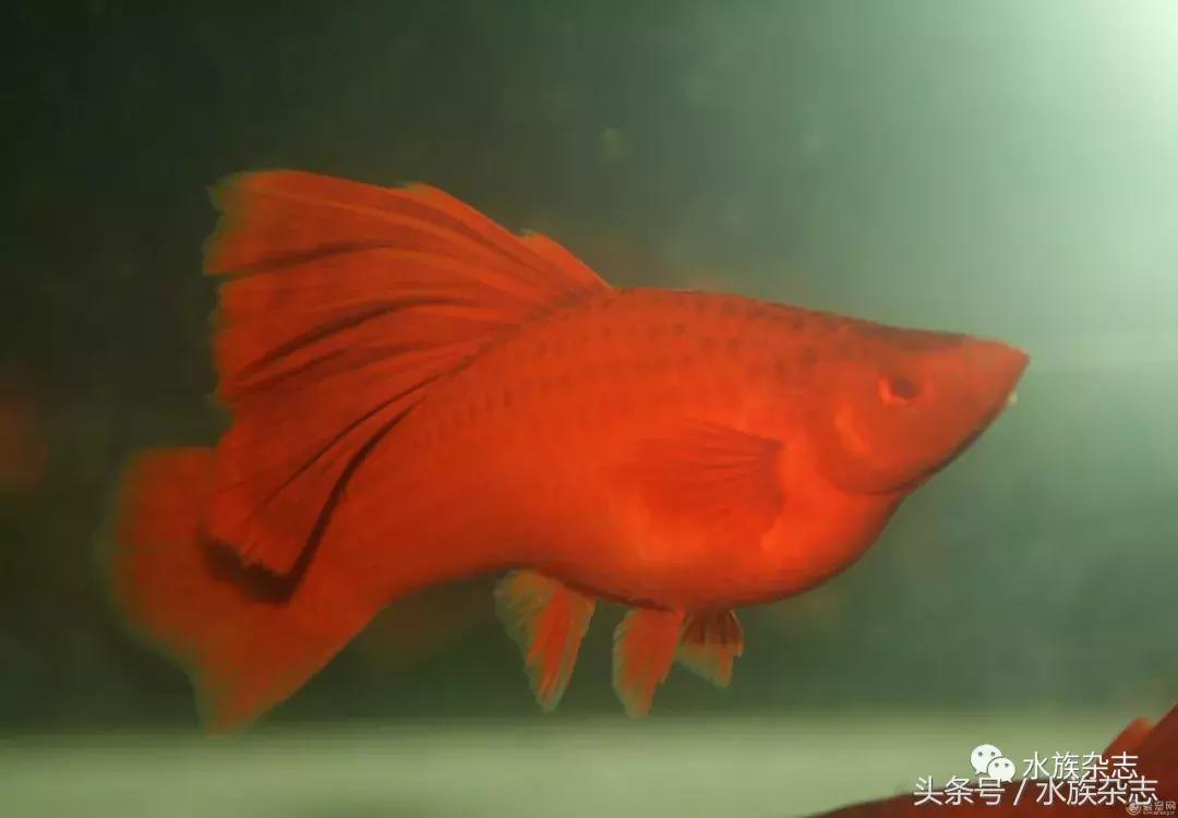 养红箭的技巧,快来测一测你未来会养什么宠物