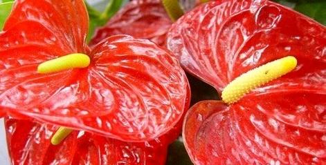 火鹤花和红掌哪个好养,火鹤红掌有什么区别吗