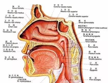 热吻30分钟竟然可以美容强身抗过敏，还能治鼻炎憋说话，快吻我！