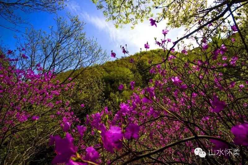 与花相约完整版,与花相约