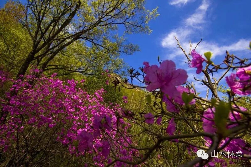 与花相约完整版,与花相约