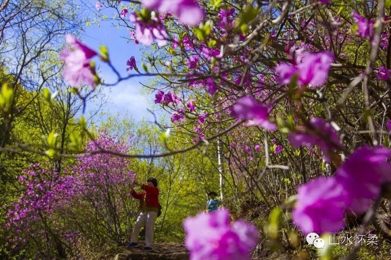 与花相约完整版,与花相约