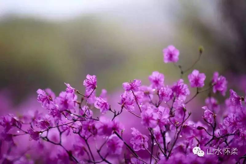 与花相约完整版,与花相约