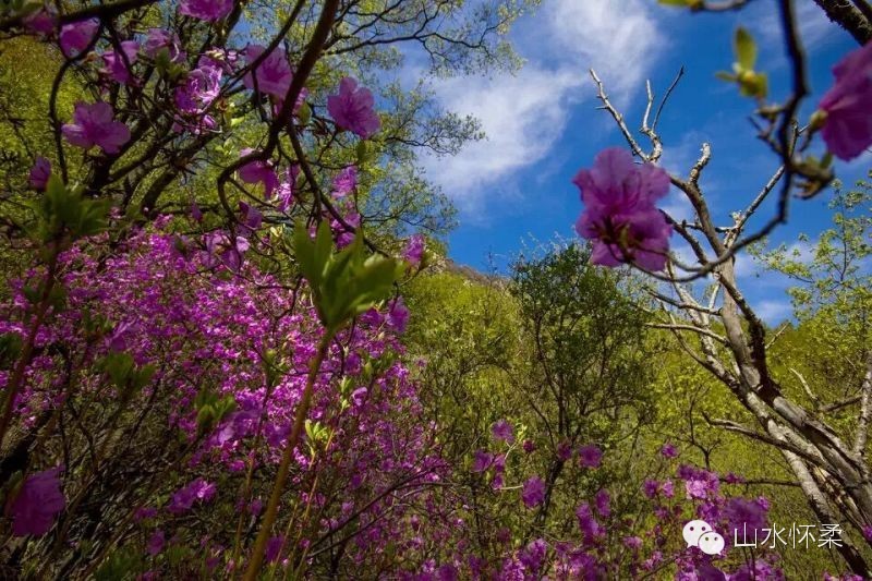 与花相约完整版,与花相约