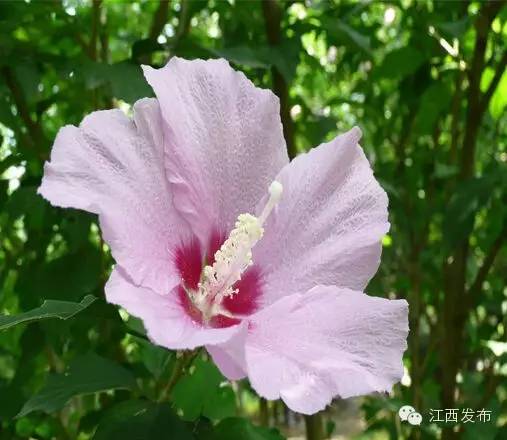 冰河开化狗熊撒欢,冰河解冻万物复苏狗熊撒欢原声