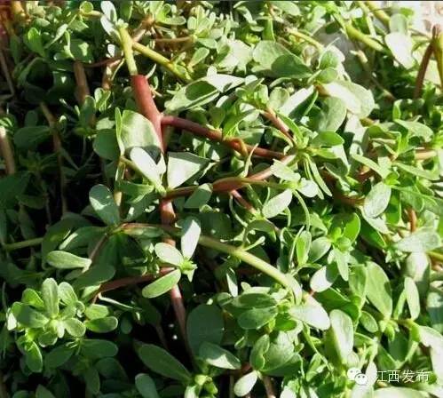 冰河开化狗熊撒欢,冰河解冻万物复苏狗熊撒欢原声