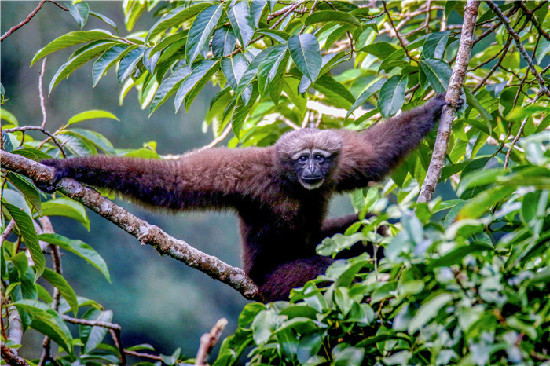 李纪恒：把大盈江和瑞丽江打造成国内外知名旅游目的地