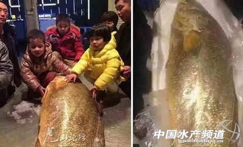 一条鱼上百万黄唇鱼,黄唇鱼身价上百万