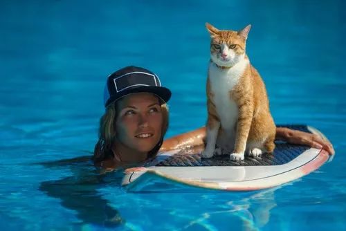 盘点那些怕水的猫咪,盘点那些不怕水的猫咪